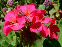 geranium 002