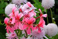 geranium 005