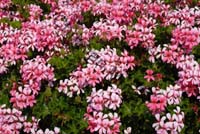 geranium 008