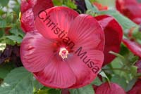 hibiscus 005