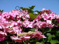 hortensia 001