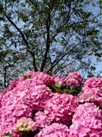 hortensia 002