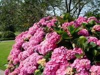 hortensia 003