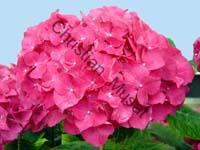 hortensia 004
