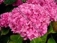 hortensia 005