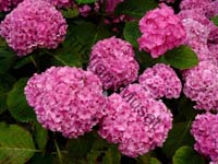 hortensia 007