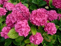 hortensia 008