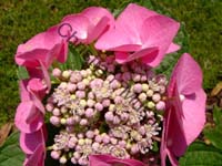 hortensia 009