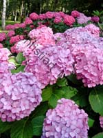hortensia 011