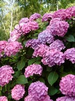 hortensia 012