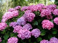 hortensia 013