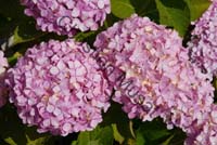 hortensia 014