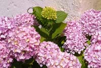 hortensia 015