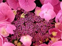 hortensia 017