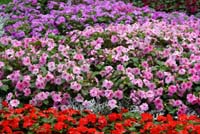 impatiens 001