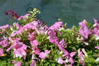 impatiens 002