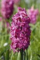 jacinthe 002