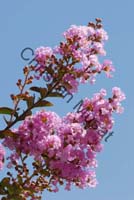 lagerstroemia indica 001