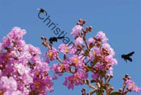 lagerstroemia indica 002