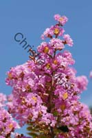 lagerstroemia indica 004