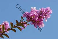 lagerstroemia indica 005