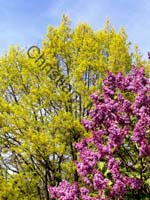 lilas 001