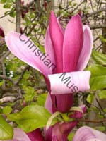 magnolia 001