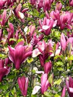magnolia 002
