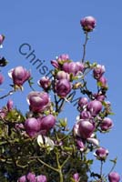 magnolia 003