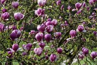 magnolia 005