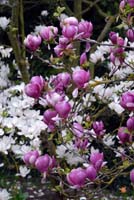 magnolia 006