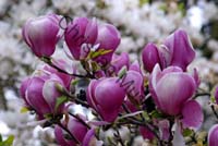 magnolia 007