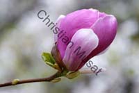 magnolia 008