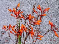 montbretia 001