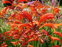 montbretia 002