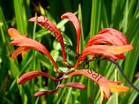 montbretia 003