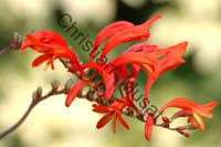 montbretia 004
