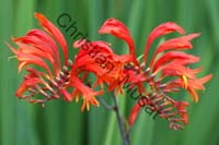 montbretia 005