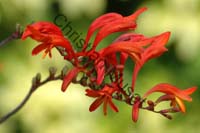 montbretia 006