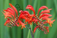 montbretia 007