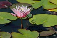 nénuphar 001