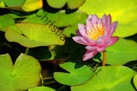 nénuphar 003
