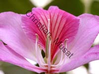 orchidee 001