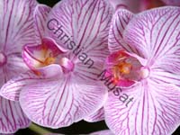 orchidee 002