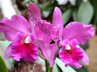 orchidee 004