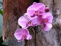 orchidee 005