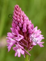 orchis 001