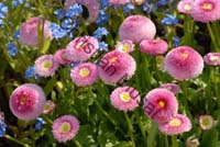 paquerette pompenette 002
