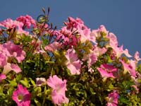 petunia 001