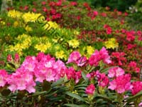 rhododendron 001